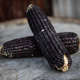 Ohio Blue Clarage, Corn Seed